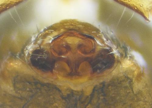 Réf. 237 303 : Monocephalus fuscipes
